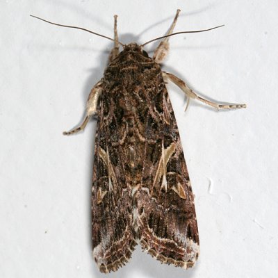 9669 - Yellow-striped Armyworm Moth - Spodoptera ornithogalli