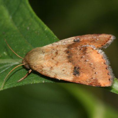 11073 - Spotted Straw Moth - Heliocheilus lupatus