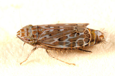 Leafhoppers genus Latalus