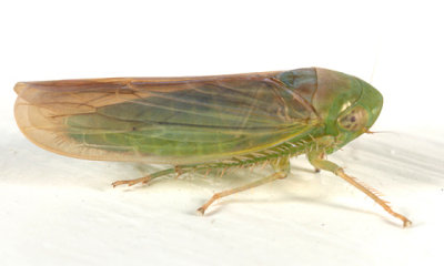 Chlorotettix tergatus