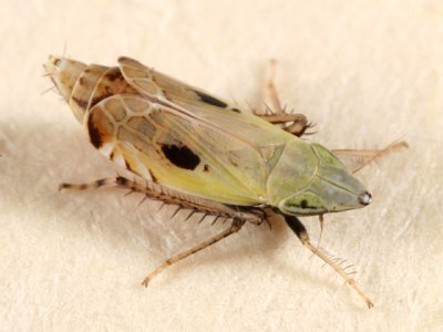 Leafhoppers genus Flexamia