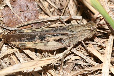 Northern Green-striped Grasshopper (Chortophaga viridifasciata)