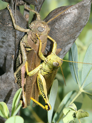 Differential Grasshoppers - Melanoplus differentialis