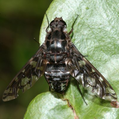 Xenox tigrinus (Tiger Bee Fly)