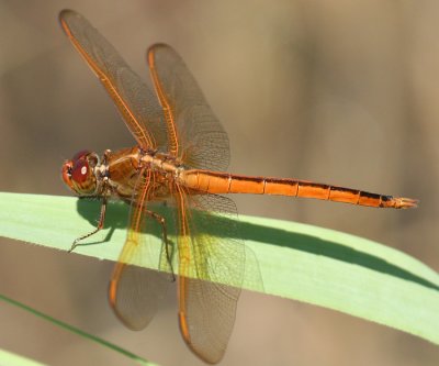 North Carolina/Virginia Dragonflies