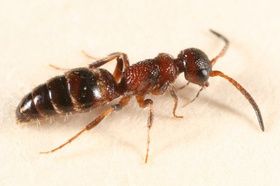 Myrmosa unicolor (female)