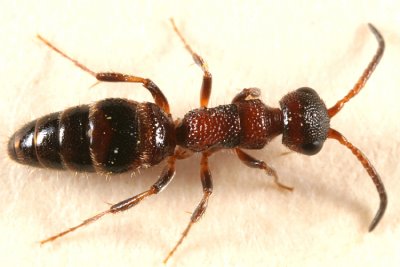 Myrmosa unicolor (female)