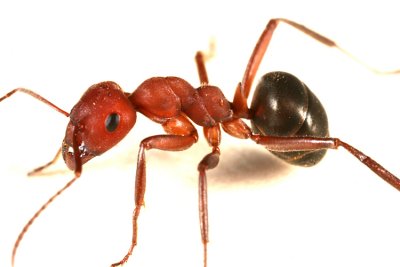 Alleghany Mound Ant - Formica exsectoides