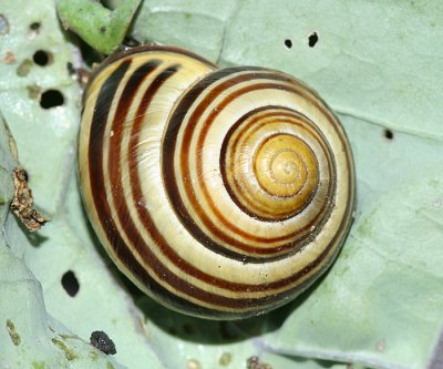 Grove Snail / Brown-lipped Snail - Cepaea nemoralis