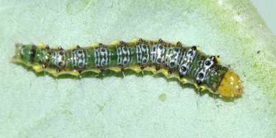 4898 - Cross-striped Cabbageworm - Evergestis rimosalis