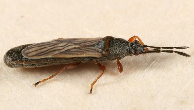 Saltmarsh Chinch Bug - Ischnodemus falicus