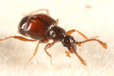 Rybaxis sp.