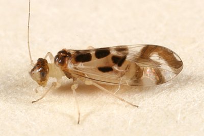 Graphopsocus cruciatus