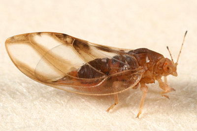 Psylloidea - Triozidae