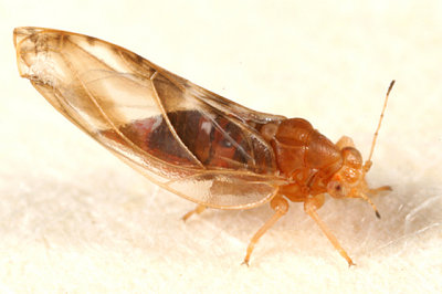 Phylloplecta tripunctata (female)
