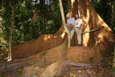 Julie and Tom on a Dragonsblood Tree - Pterocarpus officinalis