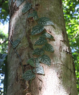 Monstera dubia