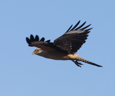 Yellow-headed Caracara - Milvago chimachima