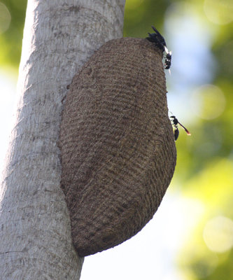 Armadillo Wasp nest - Vespidae - Synoeca sp.