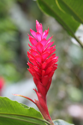 Red Ginger - Alpinia purpurata