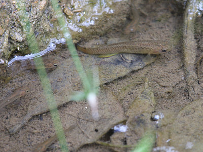 Jumping Guabine - Anablepsoides hartii