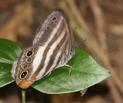 Two-banded Satyr - Pareuptychia metaleuca