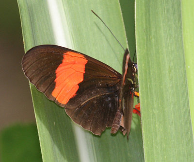 Small Postman Butterfly - Heliconius erato