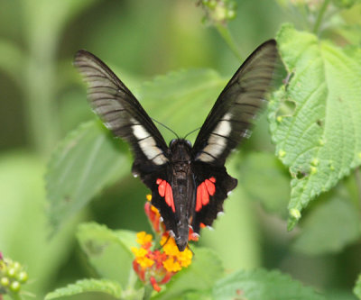 Spear-winged Cattleheart - Parides neophilus