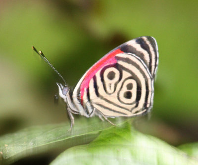 Eighty-nine Butterfly - Diaethria clymena aurelia