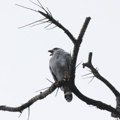 Gray-lined Hawk - Buteo nitidus