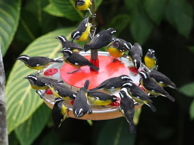 Bananaquit - Coereba flaveola, feeding frenzy