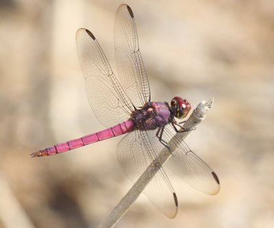 Carmine Skimmer - Orthemis discolor