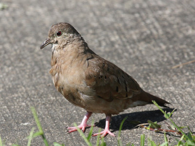Ruddy Ground Dove, female - Columbina talpacoti