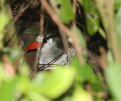 Red-billed Tropicbird - Phaethon aethereus, on its nest