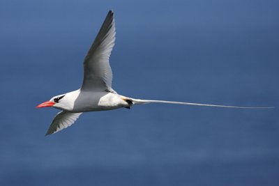 Red-billed Tropicbird - Phaethon aethereus