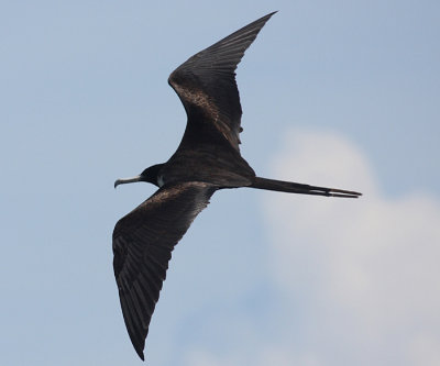 Magnificent Frigatebird - Fregata magnificens