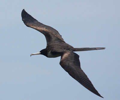 Magnificent Frigatebird - Fregata magnificens