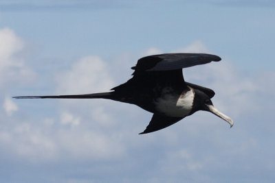Magnificent Frigatebird - Fregata magnificens