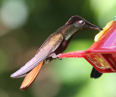 Ruby-Topaz Hummingbird - Chrysolampis mosquitus