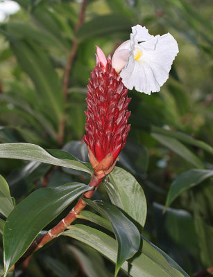 Spiral Ginger - Costus speciosus