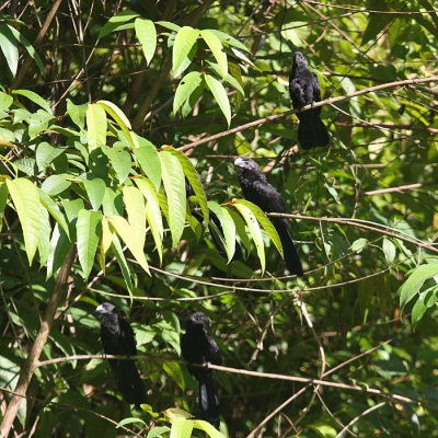 A bunch of Smooth-billed Anis - Crotophaga ani