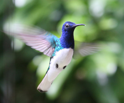 White-necked Jacobin - Florisuga mellivora