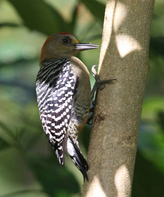 Red-crowned Woodpecker male - Melanerpes rubricapillus