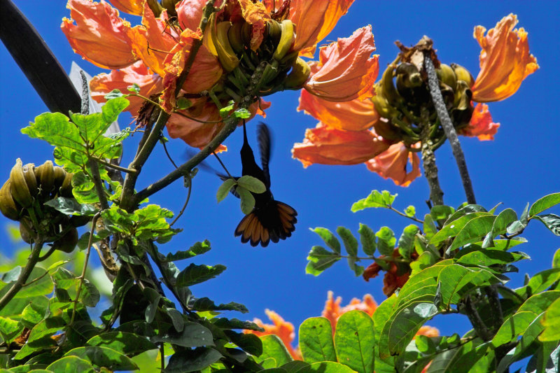 hummingbird ii