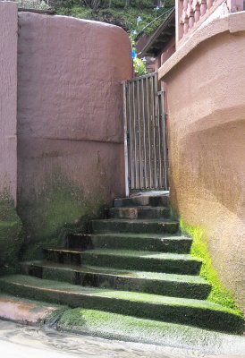algae stairs