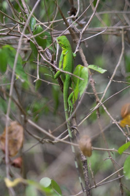 baby iguana