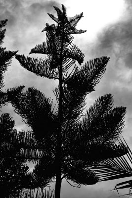 pine silhouette