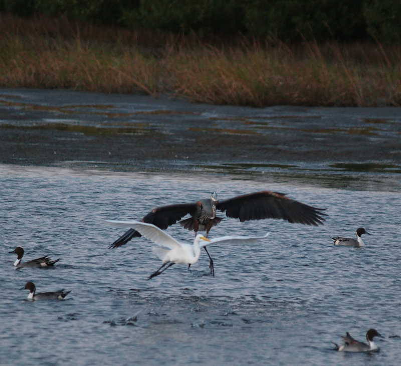 great_blue_heron06_01.jpg