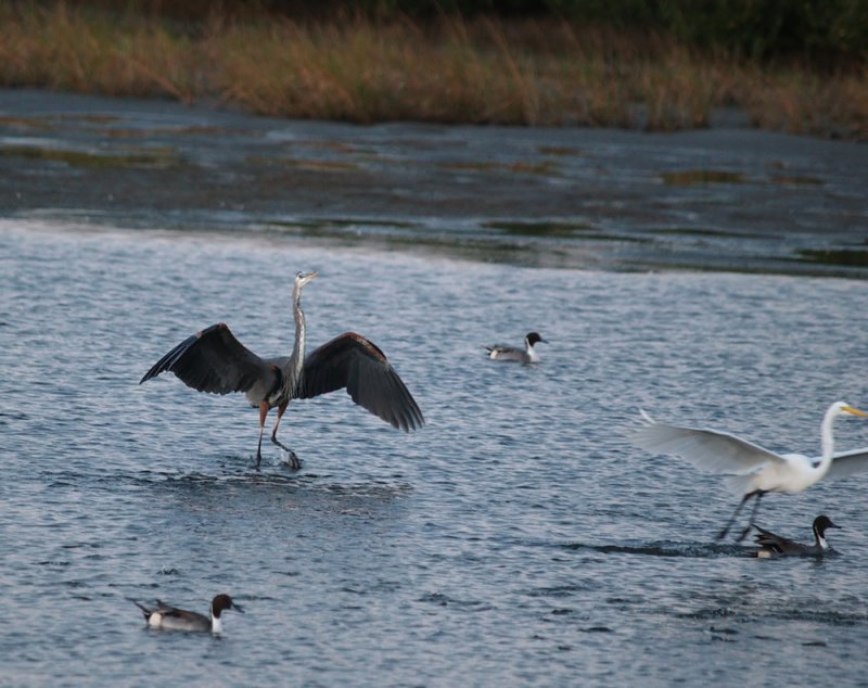 great_blue_heron06_02.jpg