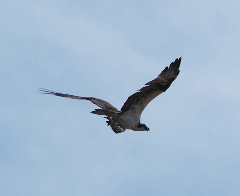 osprey06_01.jpg